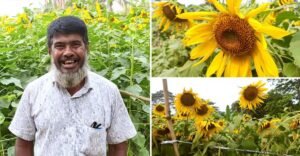 লাভবান হচ্ছেন চাষিরা বাগেরহাটে