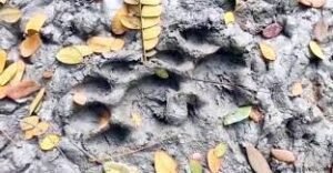লোকালয়ে বাঘ আতঙ্ক একাধিক জায়গায় পায়ের ছাপ বাগেরহাটে